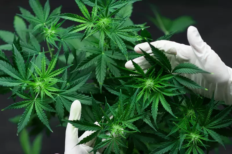 A person holds cannabis plants. - Shutterstock