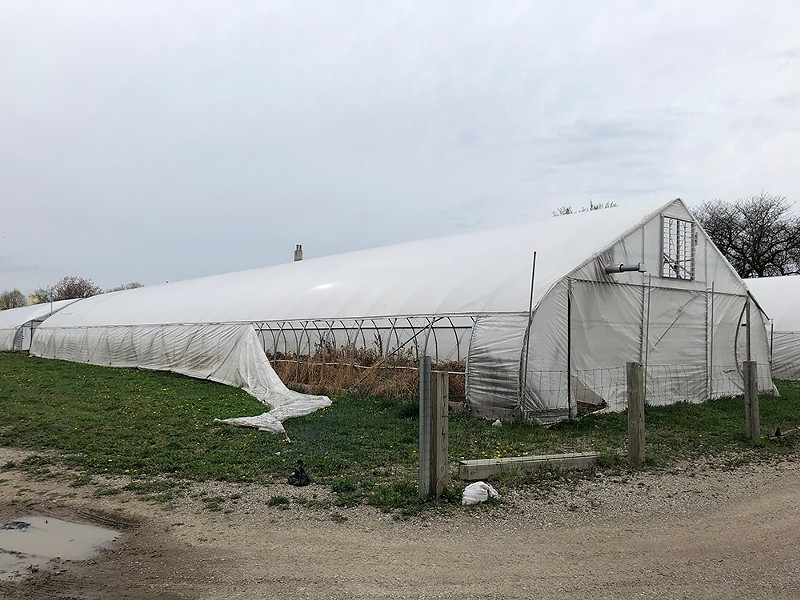 On a recent visit, Metro Times found six of the eight hoop houses were empty, filled with dead vegetation and some trash, their plastic walls torn open. - Lee DeVito