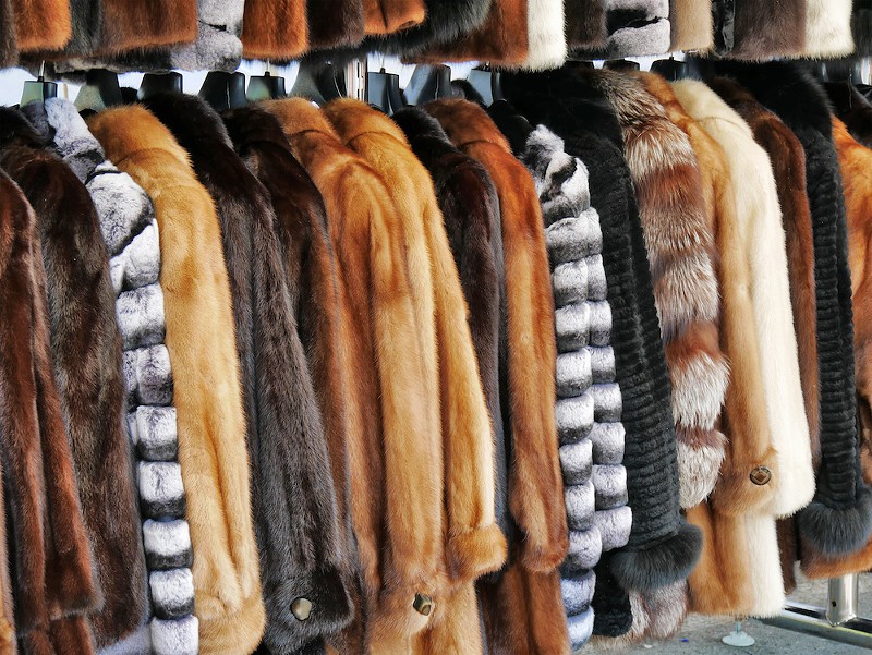 No new fur is the latest policy in Ann Arbor. - Shutterstock.com