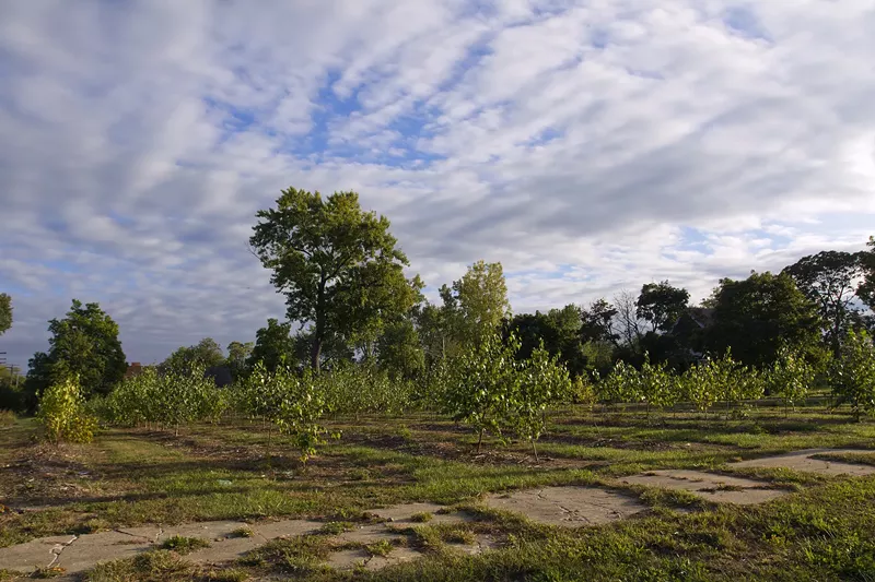 Trees planted on vacant land as part of Hantz Farms. - Steve Neavling