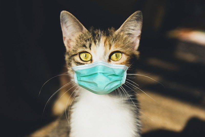 Cats are vulnerable to COVID-19 infections. - SHUTTERSTOCK