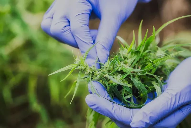 State regulators recalled thousands of pounds of marijuana over testing results in Michigan. - SHUTTERSTOCK
