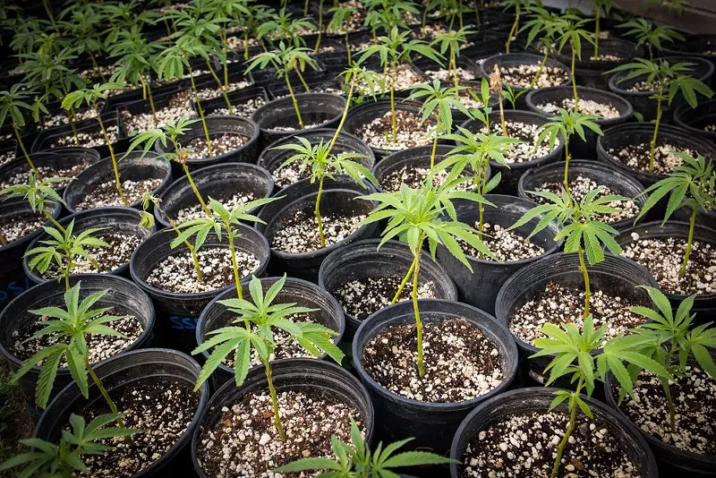 Nursery growing clones of cannabis plants. - Shutterstock