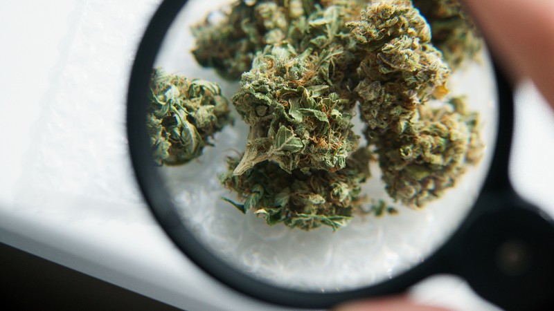 Marijuana buds under a magnifying glass. - Shutterstock