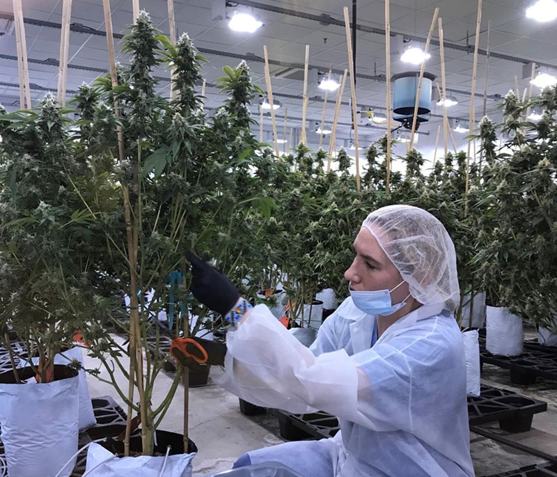 A grow technician at work trimming a marijuana plant - Courtesy of Vireo Health
