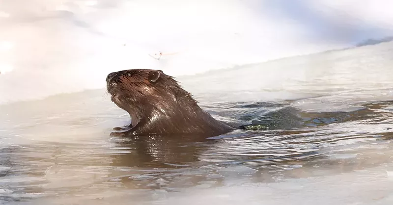 A beaver spotted on Detroit's Belle Isle. - Melissa McLeod