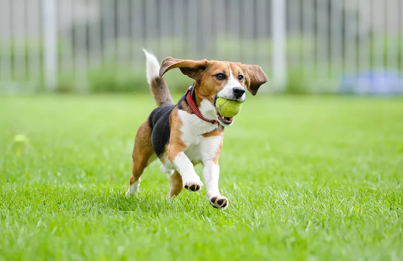 The Michigan legislation is named after Teddy, who was rescued from a research lab in 2019 and now lives a happy life with his adoptive family. - Bryan Mitchell for the Humane Society of the United States