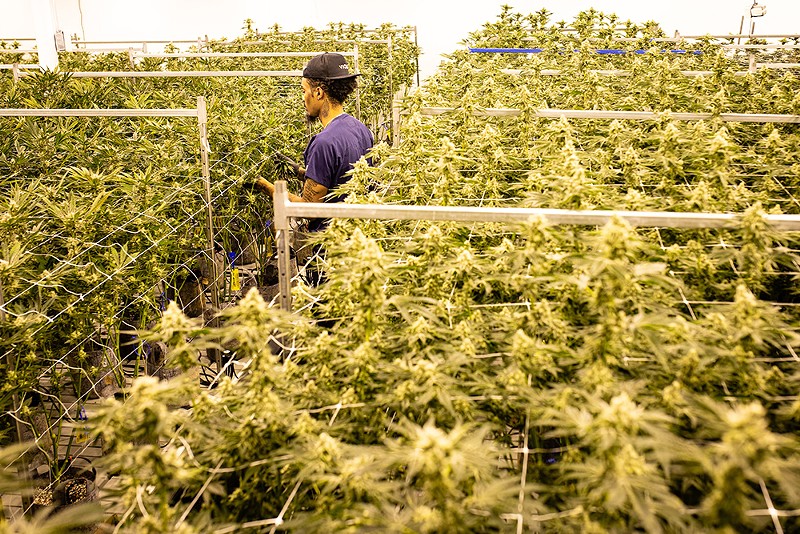 A worker at a cannabis growing facility operated by Viola. The company says it hoped to create job opportunities for people of color, but it can’t hire more Black Detroiters until the city starts issuing recreational licenses. - MARC KLOCKOW