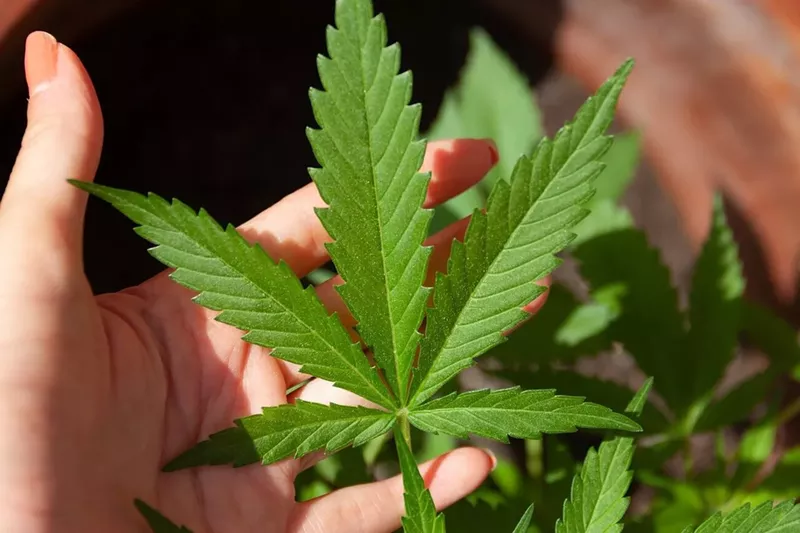 Buy Weed Online Legally In 2022: Online Marijuana Dispensary For Premium Delta 8 THC Products