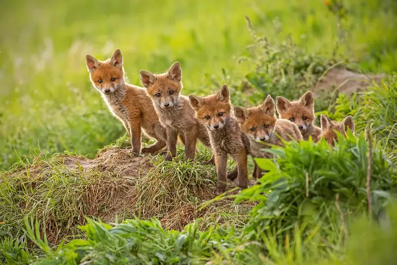 Baby red foxes were infected with avian influenza in Michigan. - Shutterstock