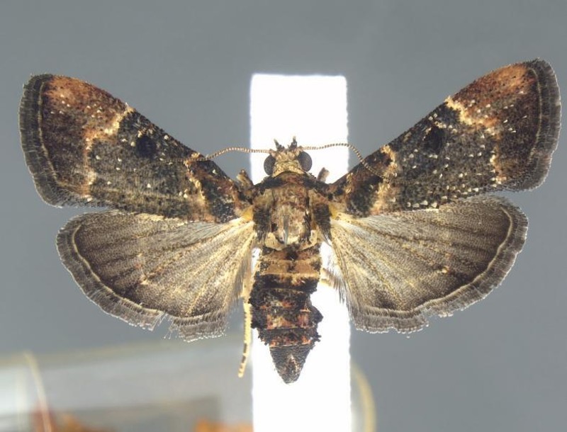 A moth from the family Pyralidae was found in a passenger's bag at Detroit Metropolitan Airport. - Customs and Border Protection