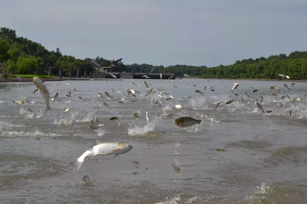Silver carp jumping in the Fox River. - Asian Carp Regional Coordinating Committee