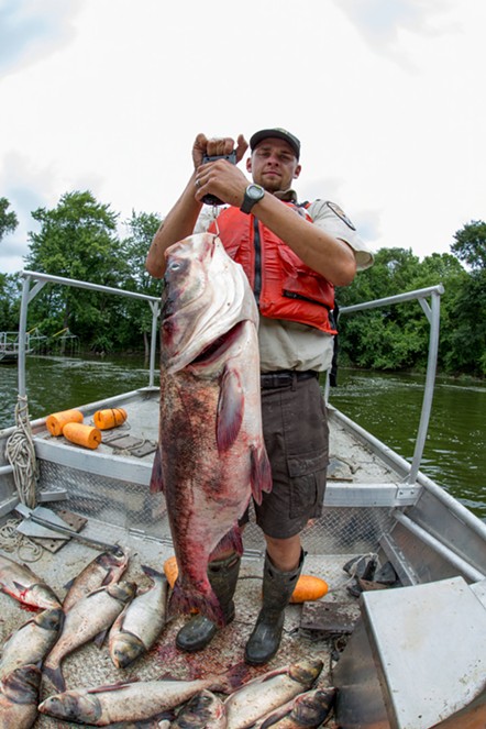 A biologist weighs a bighead carp. - Ryan Hagerty/U.S. Fish and Wildlife Service