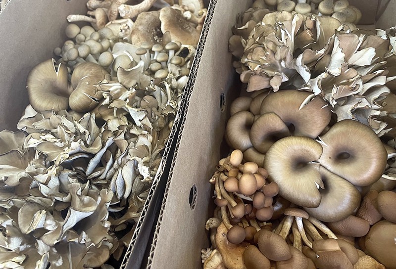 The "shroomster box" with two pounds of mushrooms. - Randiah Camille Green