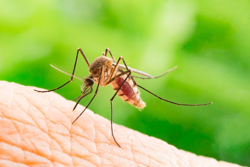 Mosquitoes infected with the Jamestown Canyon virus were found in Michigan.  - FRANK60 / SHUTTERSTOCK