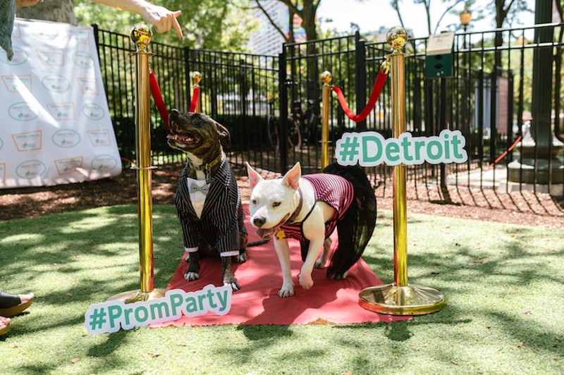 The 6th Annual Grand Circus Park Dog Prom returns this Saturday. - Courtesy of Downtown Detroit Partnership