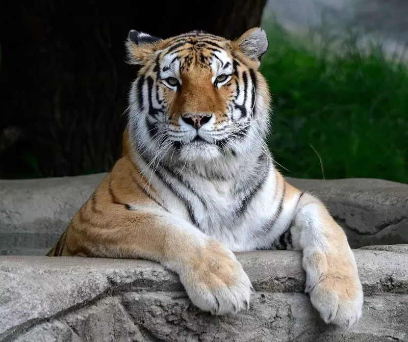 Kisa was an elderly Amur tiger at almost 19 years old. Typically their life expectancy is 10-15 years. - Roy Lewis/ Facebook