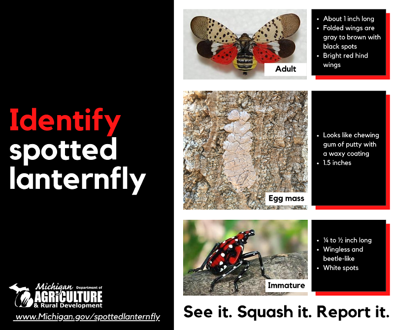 The stages of the spotted lanternfly. - Michigan Dept of Agriculture & Rural Development