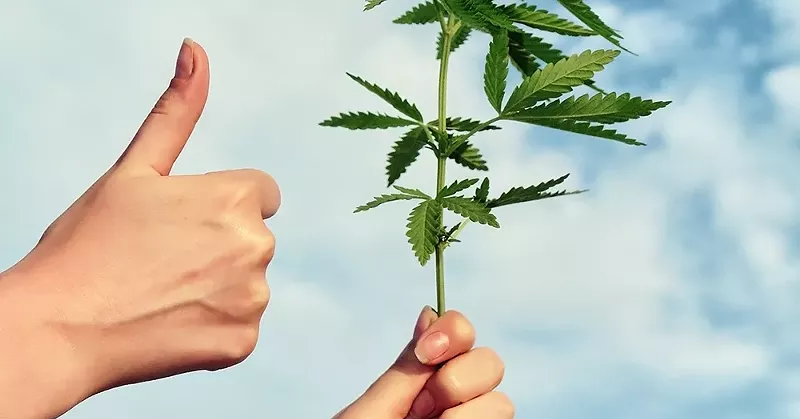 Did somebody say “free weed?” - Shutterstock