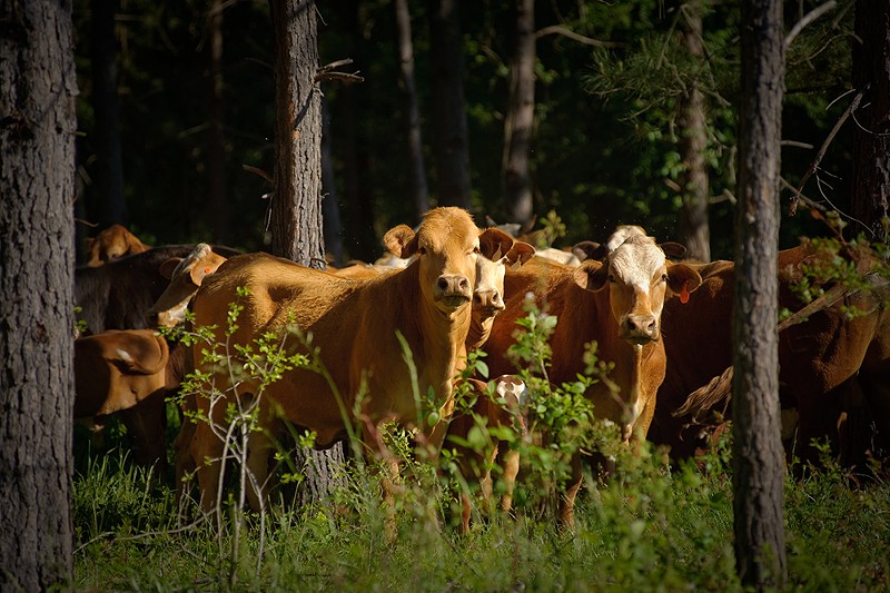 Cattle grazing in a silvopasture. - USDA NRCS Texas, Flickr Creative Commons