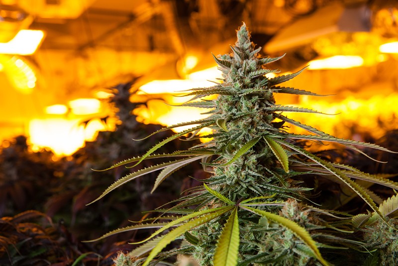 Black market cannabis is still thriving in Michigan. - Shutterstock