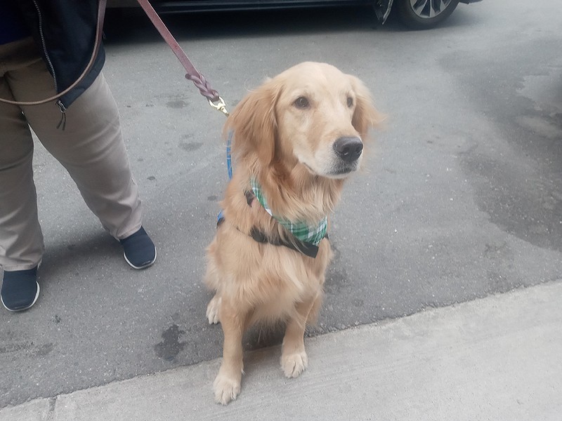 Claudia, a comfort dog, has been walking around campus trying to bring students and staff calm. - Eleanore Catolico