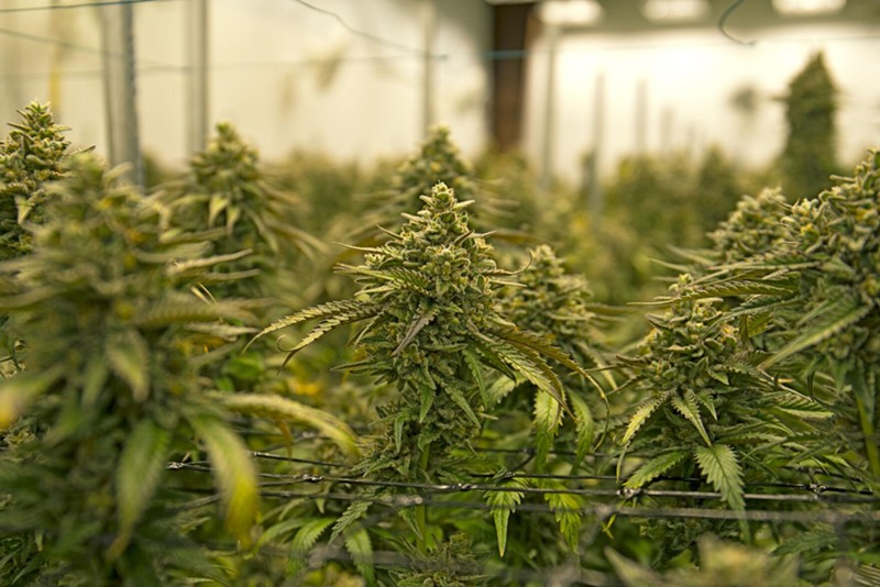 A marijuana grow. - Cascade Creatives / Shutterstock.com