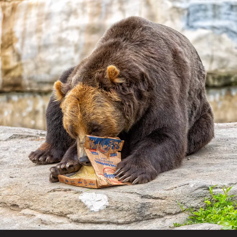 He looks like us when we get our hands on some Buddy's. - Courtesy Buddy's Pizza / Detroit Zoo