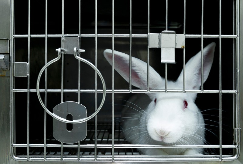 The University of Michigan was cited for seven violations of the Animal Welfare Act this year related to animal research. - Shutterstock