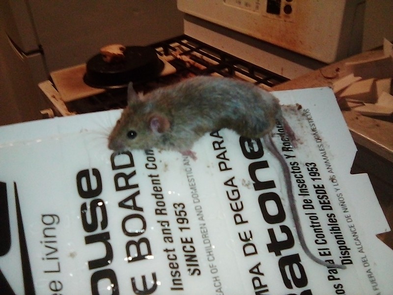 A photo of a mouse in Paul Warner’s apartment in Southwest Detroit. - Paul Warner