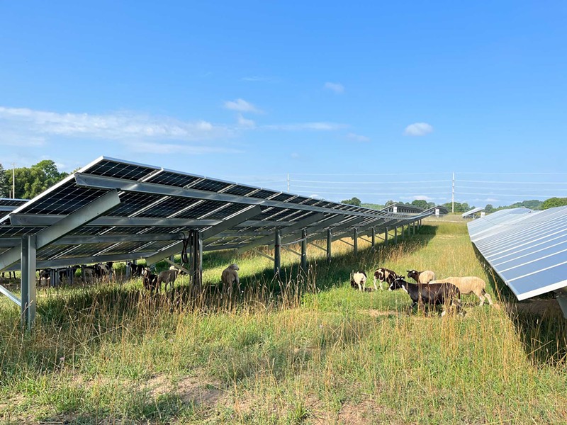 Sheep graze around solar panels at Heritage Sustainable Energy's M-72 array on Aug. 2. - Izzy Ross / IPR