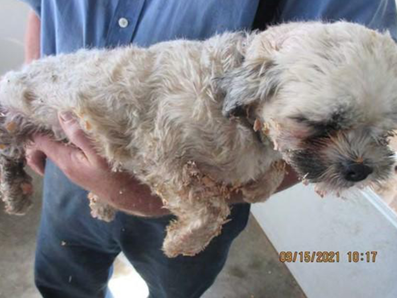 A dog with “three large lacerations” had not been treated by a veterinarian at Grand Valley Kennels in Markesan, Wis, according to the USDA. - U.S. Department of Agriculture