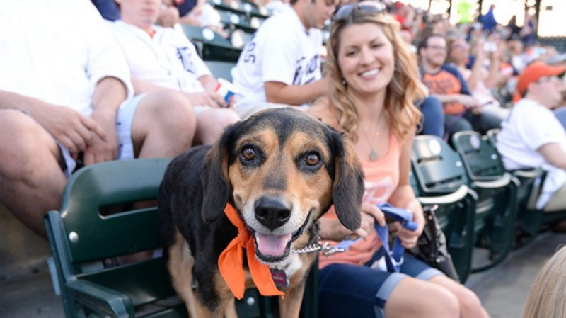 A dog, probably named Buster, having the time of his life at Comerica Park. - Courtesy photo.