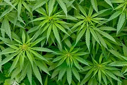 2018 Michigan marijuana legalization ballot effort reaches Lansing