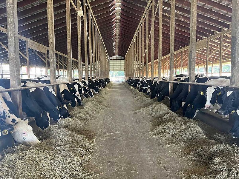 Two rows of cows at the Stanek farm in Antrim County. June 3, 2024. - Izzy Ross/IPR News