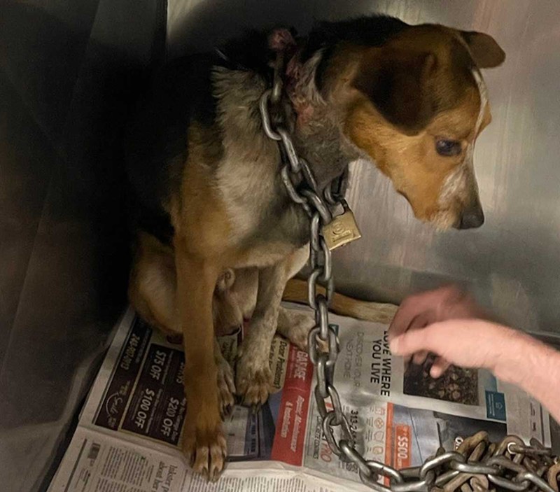 A dog named Gilligan was found with a heavy chain locked around his neck. - Courtesy photo
