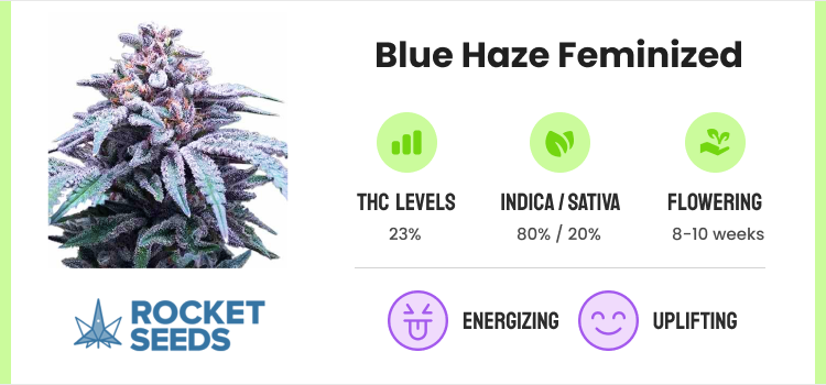 How to Grow Marijuana: Learn Growing Cannabis With Our Guide