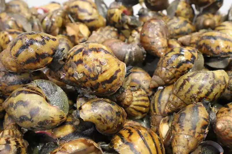 Custom officers found a cache of giant African land snails inside a bag at Detroit Metropolitan Airport. - U.S. Customs and Border Protection