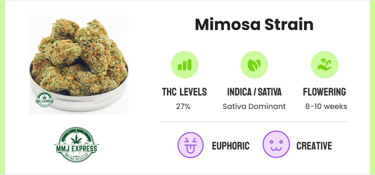 Strongest Weed Strains - 12 Highest THC Strains to Grow