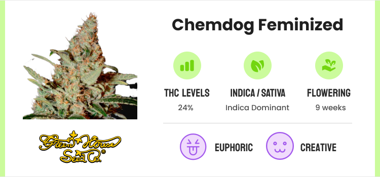 Strongest Weed Strains - 12 Highest THC Strains to Grow