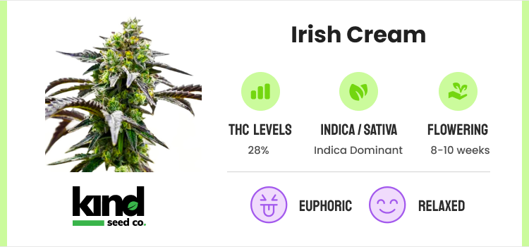 Strongest Weed Strains - 12 Highest THC Strains to Grow