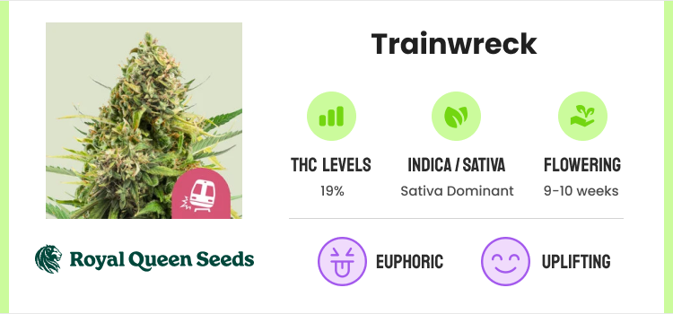 Best Feminized Seeds: Top Female Marijuana Seeds To Try