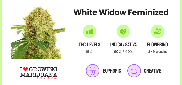 Best Feminized Seeds: Top Female Marijuana Seeds To Try