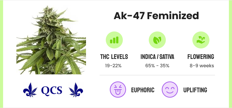 Best Feminized Seeds: Top Female Marijuana Seeds To Try