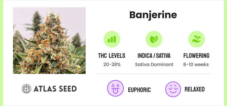 Best Feminized Seeds: Top Female Marijuana Seeds To Try