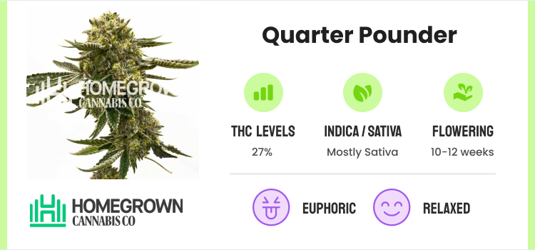 Best Autoflower Seeds: 20 Strains for High-Yields & Potency