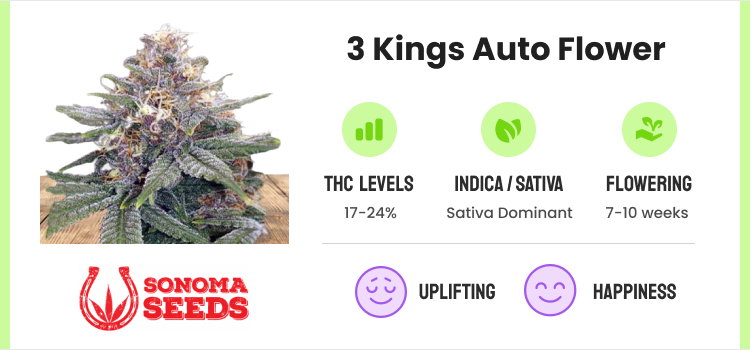 Best Autoflower Seeds: 20 Strains for High-Yields & Potency