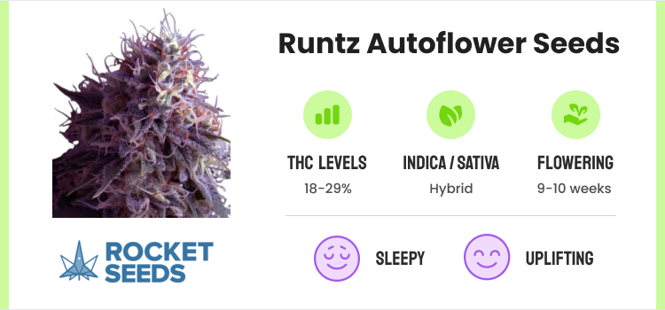 Best Autoflower Seeds: 20 Strains for High-Yields & Potency