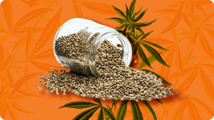 Best Autoflower Seeds: 20 Strains for High-Yields & Potency