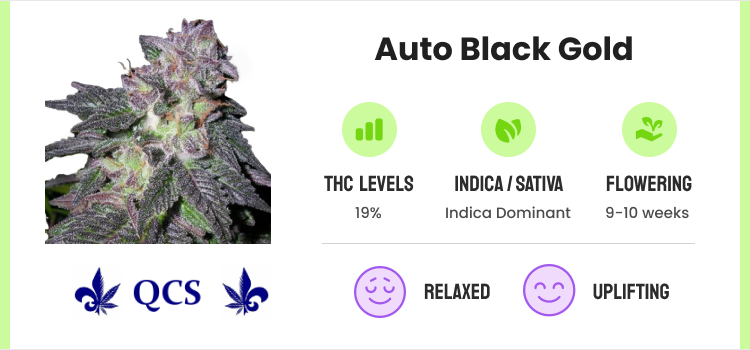 Best Autoflower Seeds: 20 Strains for High-Yields & Potency